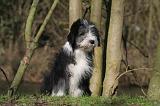BEARDED COLLIE 317